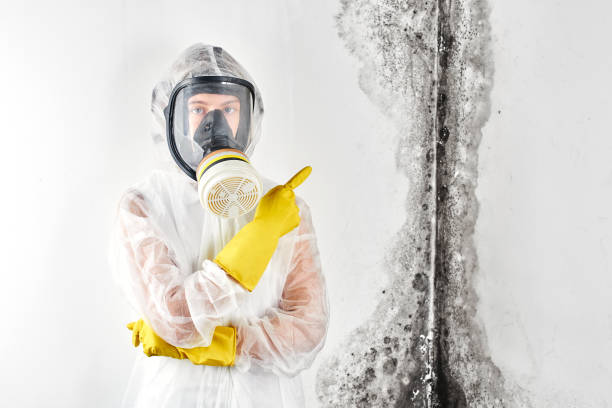 Best Mold Odor Removal Services  in White Marsh, MD